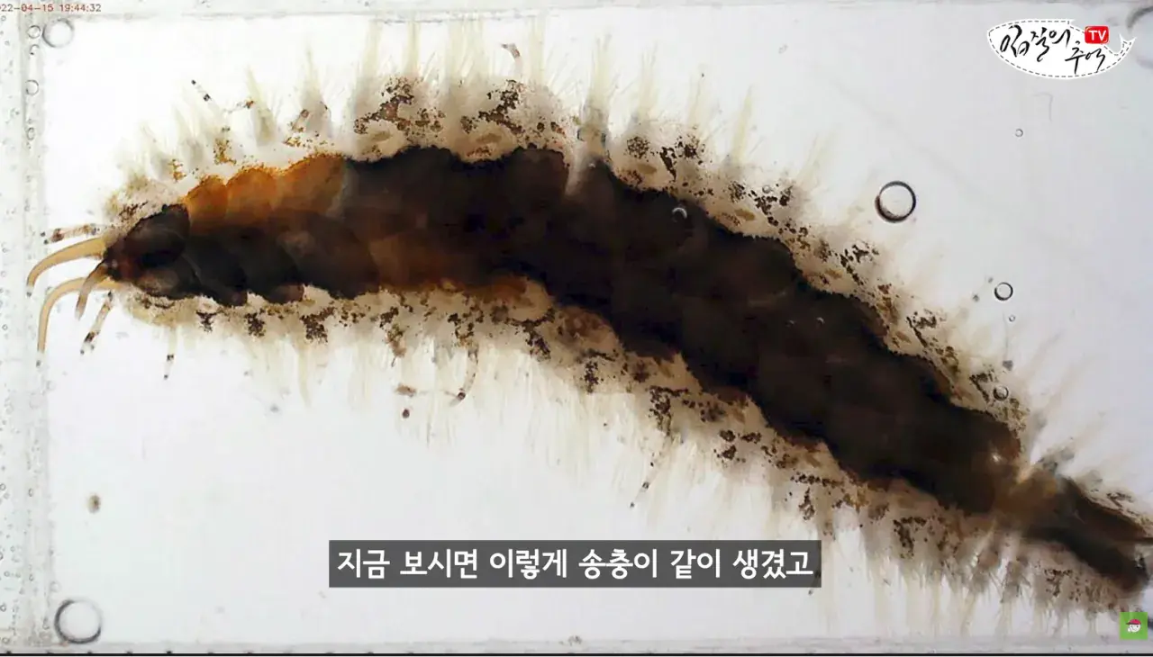 캡처_2026_08_14_19_58_47_582.png 문어 사먹을 때 조심해야 하는 것 ㄷㄷㄷㄷ