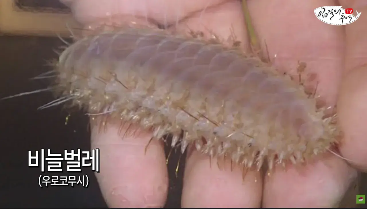 캡처_2026_08_14_19_58_44_852.png 문어 사먹을 때 조심해야 하는 것 ㄷㄷㄷㄷ