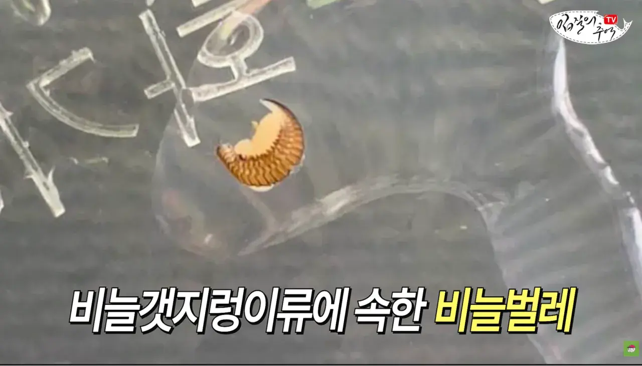 캡처_2026_08_14_19_58_42_567.png 문어 사먹을 때 조심해야 하는 것 ㄷㄷㄷㄷ