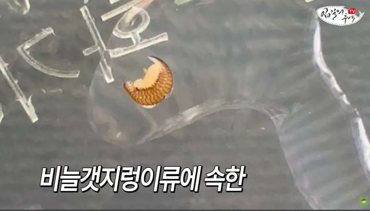 캡처_2026_08_14_19_58_41_61.png 문어 사먹을 때 조심해야 하는 것 ㄷㄷㄷㄷ