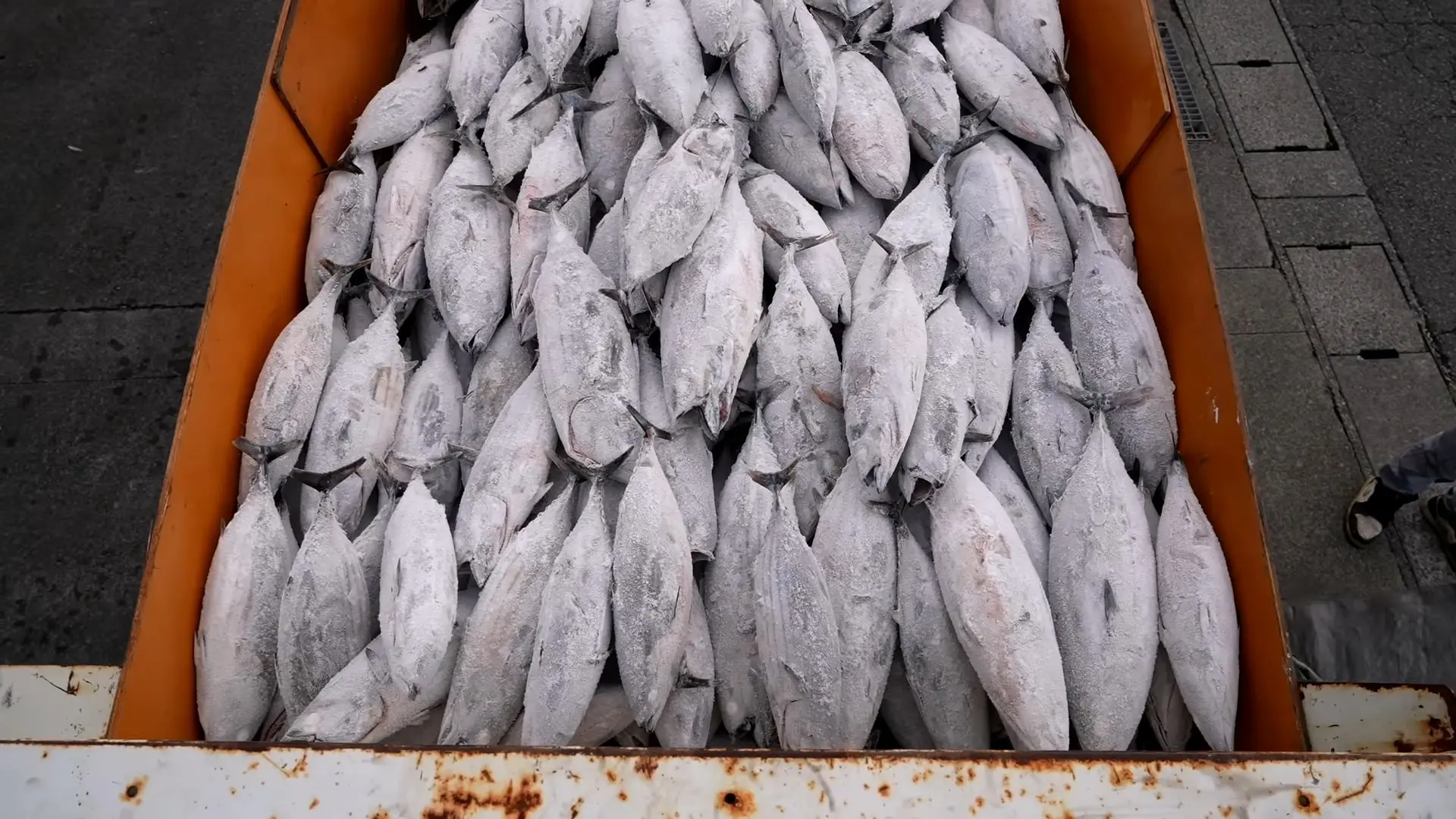 Traditional Japanese Dried Bonito, Katsuobushi_20260817_202651.352.jpg