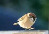 방금 넘어졌는데 엉덩이가 너무 탱탱해서 탱탱볼처럼 팅김ㅋㅋ