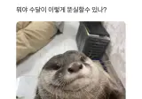 수달이 이렇게 뚠실할수있나??