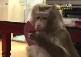 니네 고스톱치는 원숭이 본적 있냐?