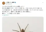 거미주의) 농발거미는 익충이다.gif