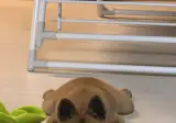 입양홍보 - 통감자