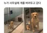 누가 사무실에 개를 버려두고 갔다