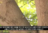 난리난 중국인들 매미유충 싹쓸이 ㄷㄷ