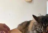 도넛박스 깔고 앉은 고양이