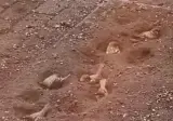 꽃을 심으려고 했던 자리에 참새들이 와서 목욕함