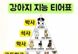 보더콜리 의 지능은 광장히 놊다고한다.. jpg