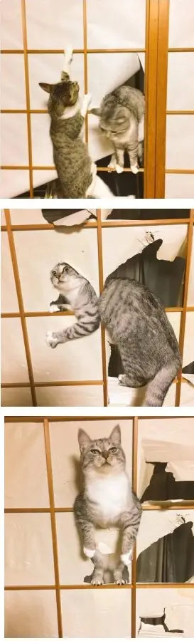 캣타워.png