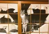 캣타워가 매우 필요 없는 고양이