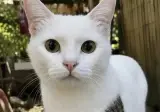 평생을 증명하고 살아야 하는 고양이