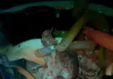 "메뉴판을 AI로 기괴하게 뽑는 식당이 싫다"