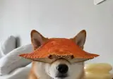꽃게탕? 보신탕?