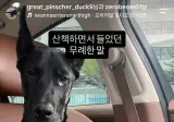 흑염소 vs 흑돼지.jpg
