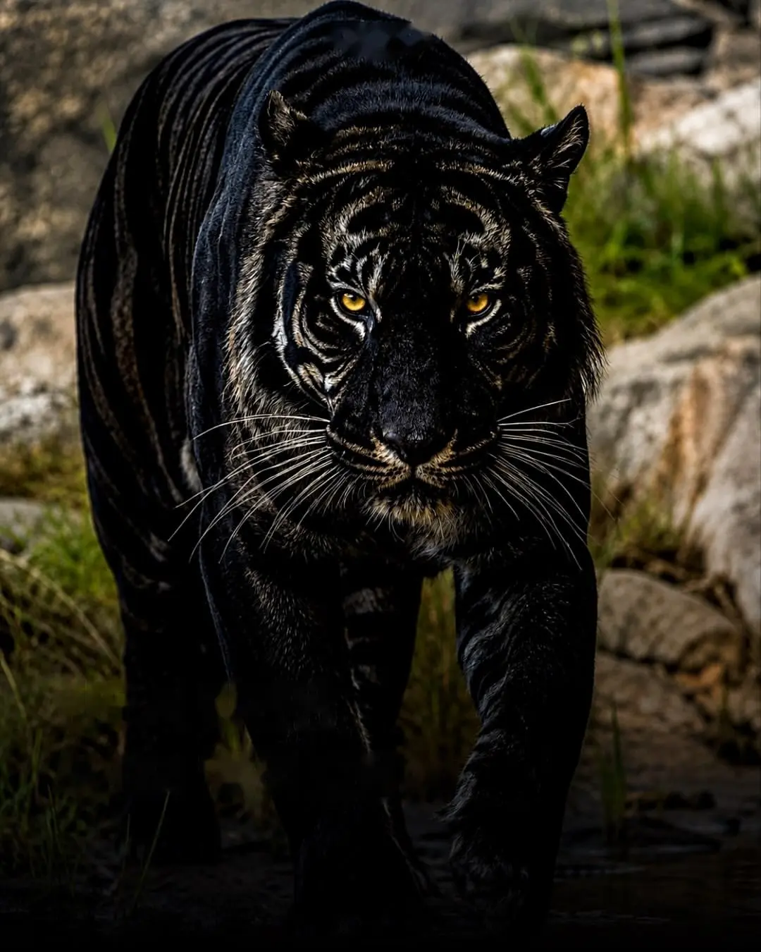 black_tiger_no_text.jpg