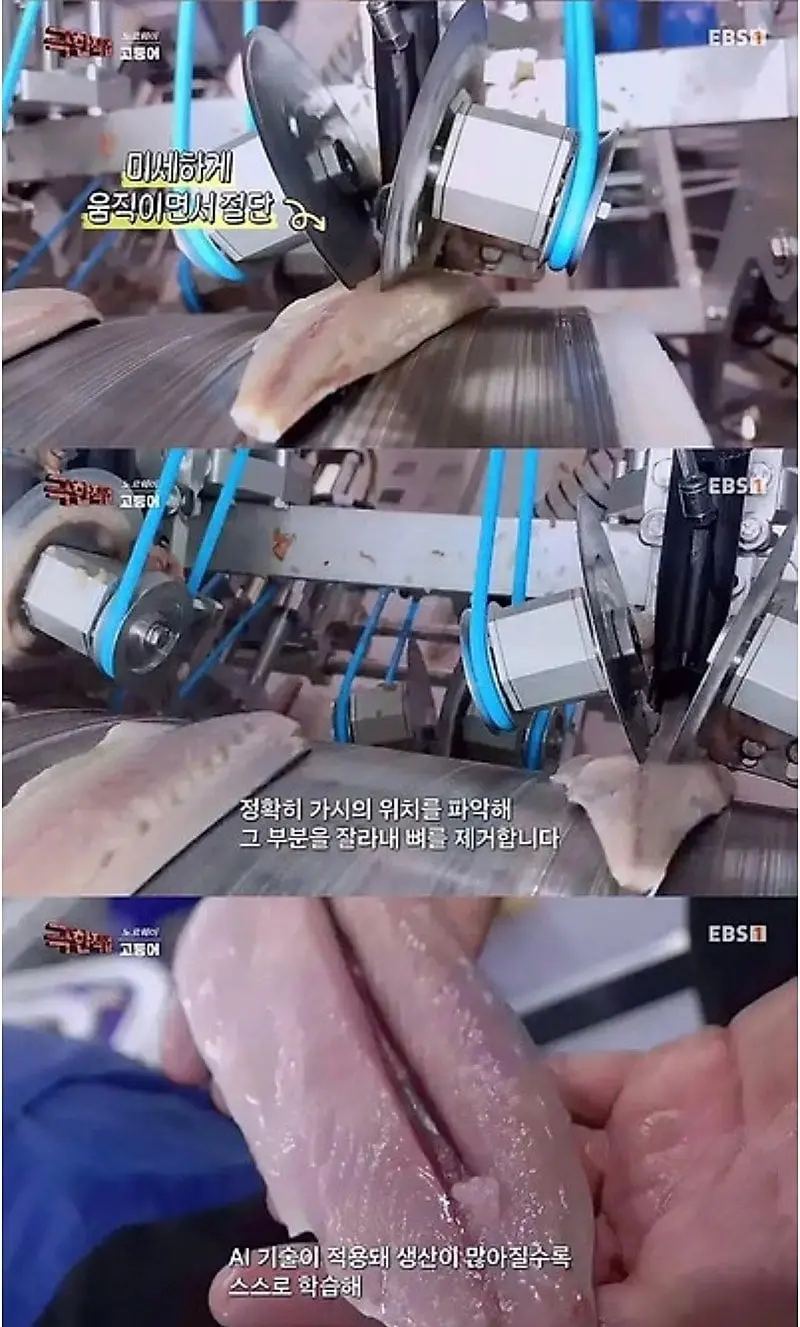 노르웨이에서 고등어 가시 제거하는 방법.jpg