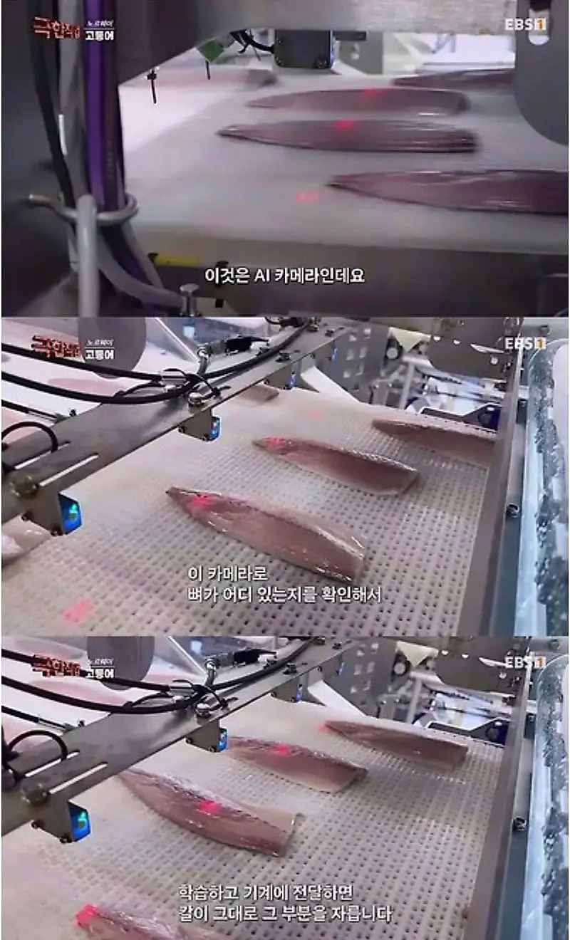 노르웨이에서 고등어 가시 제거하는 방법.jpg