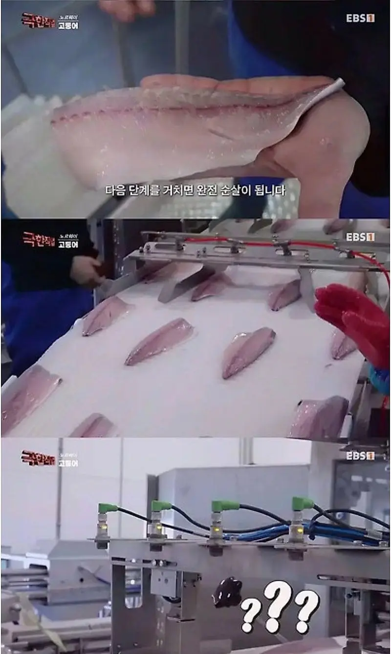 노르웨이에서 고등어 가시 제거하는 방법.jpg