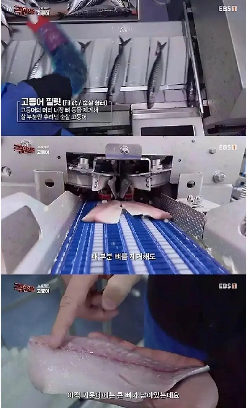 노르웨이에서 고등어 가시 제거하는 방법.jpg