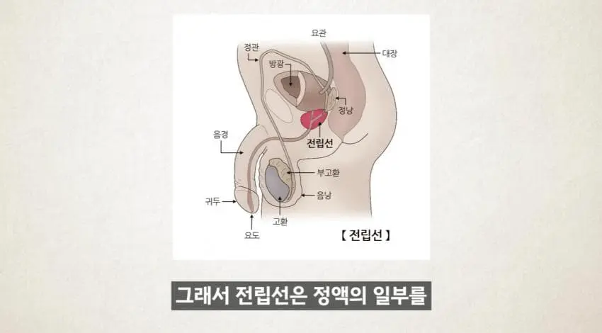 image.png 한달에 21번 사정해라