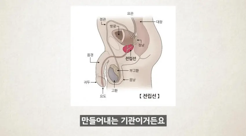 image.png 한달에 21번 사정해라
