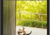 캣맘들 발작버튼