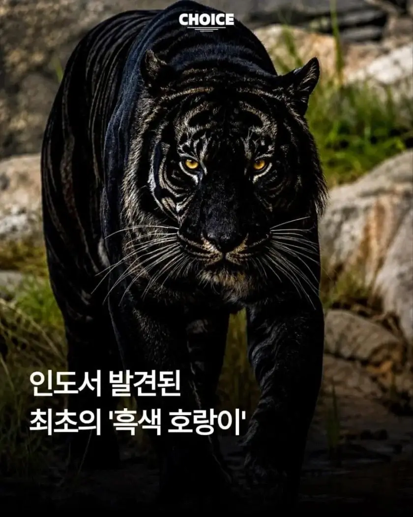 1a04770041f545630.webp