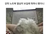 강아지 노트북 열심히보길래 뭐하나봤더니.jpg