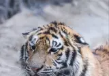 이 맹수는 호랑이 입니다. 육식동물이기에 다가가면 안됩니다
