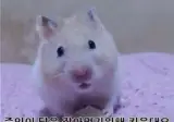 "주인이 닭은 잡아먹기위해 키운대요"