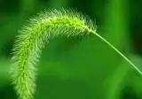 섬놈의 어린시절 추억, 쏙을 아시는지요
