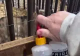 아기 goat들 밥먹이는 방법