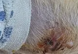 강아지 전문가분 계실까요..