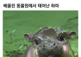 베를린 동물원에서 태어난 하마