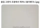 울집 고양이 조용하길래 뭐하나봤더니.jpg