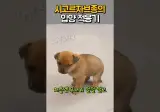 영상) 시고르자브종의 입양 적응기~!