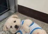 우리집 최고인 점