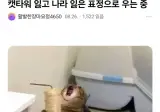 캣타워가 없어진걸본 고양이 반응.jpg