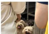 강아지들은 본능적으로 사람을 좋아한다는 증거.jpg