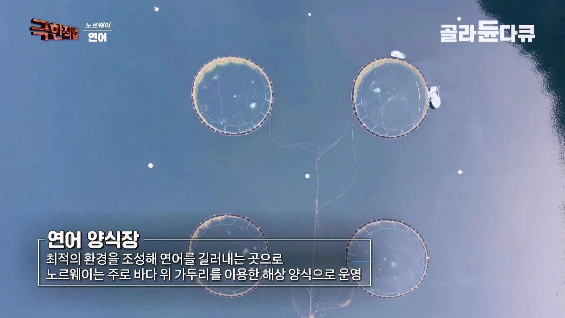 처음부터 끝까지 놀라는 연어 양식. 통에 넣으면 순살이 되어 나오는 노르웨이 연어 공장｜극한직업｜#골라듄다큐_20260905_140316.580.jpg