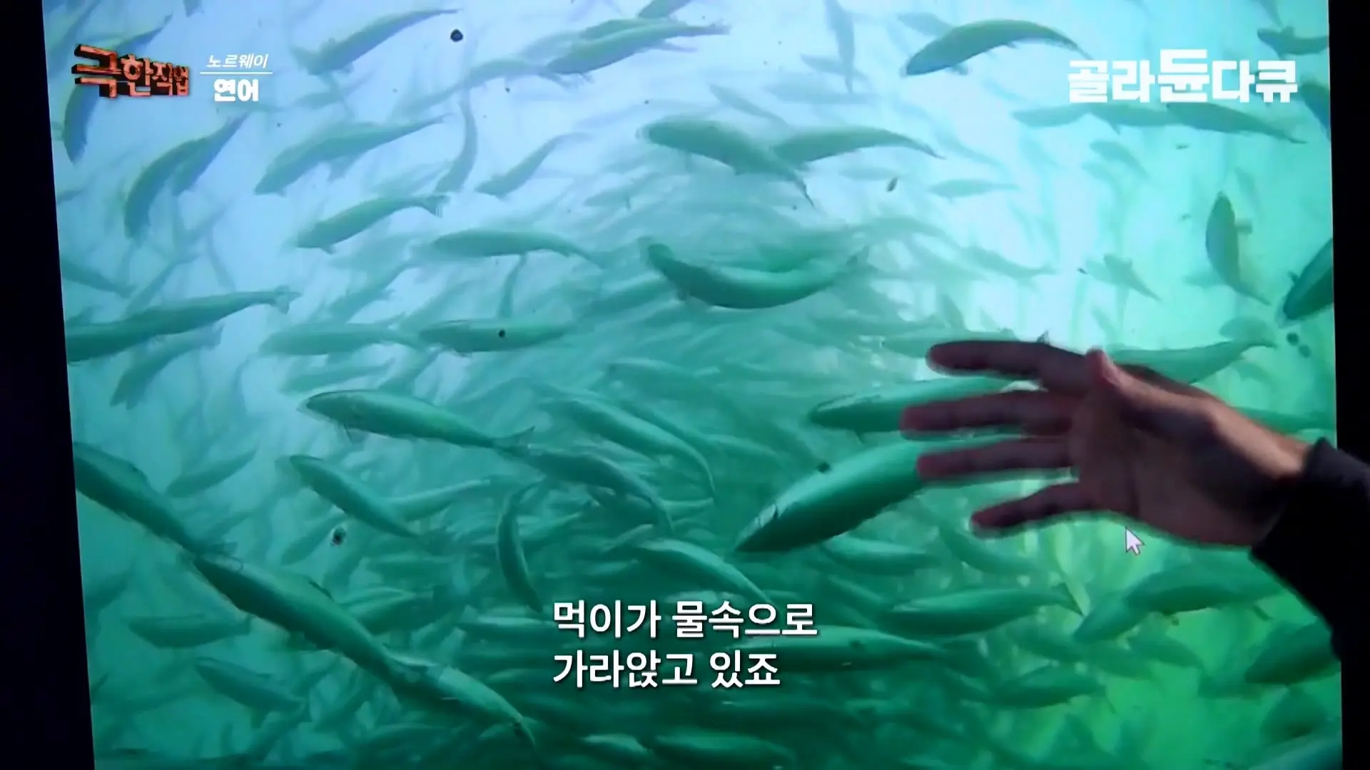 처음부터 끝까지 놀라는 연어 양식. 통에 넣으면 순살이 되어 나오는 노르웨이 연어 공장｜극한직업｜#골라듄다큐_20260905_140452.669.jpg