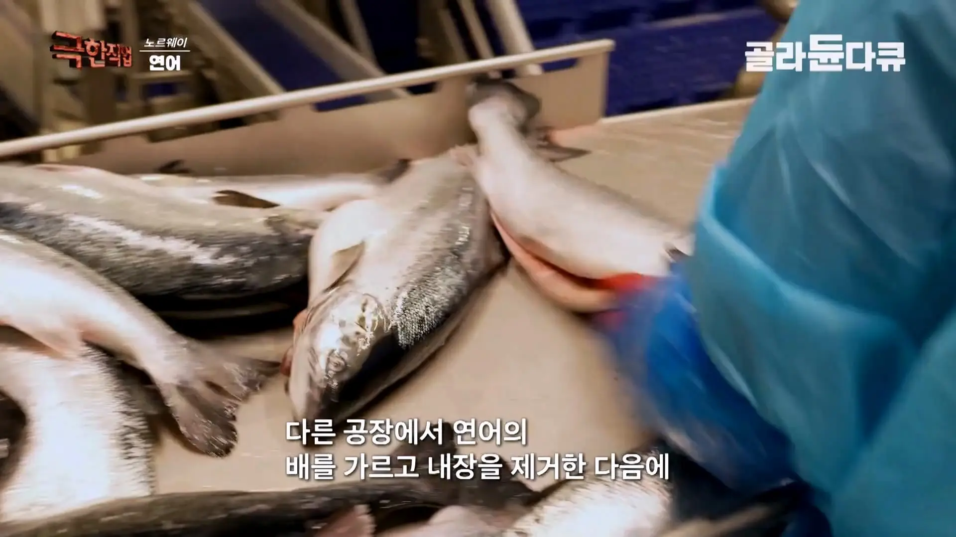 처음부터 끝까지 놀라는 연어 양식. 통에 넣으면 순살이 되어 나오는 노르웨이 연어 공장｜극한직업｜#골라듄다큐_20260905_140633.844.jpg