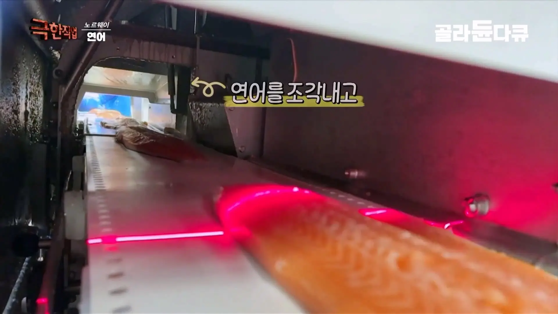 처음부터 끝까지 놀라는 연어 양식. 통에 넣으면 순살이 되어 나오는 노르웨이 연어 공장｜극한직업｜#골라듄다큐_20260905_141130.652.jpg