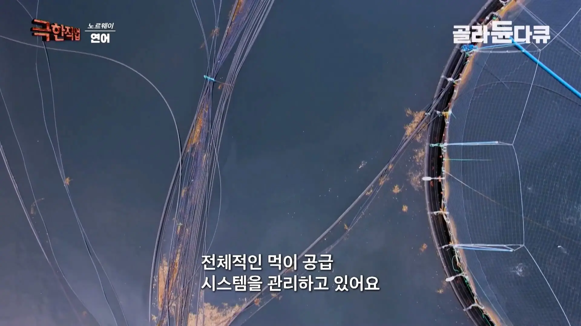 처음부터 끝까지 놀라는 연어 양식. 통에 넣으면 순살이 되어 나오는 노르웨이 연어 공장｜극한직업｜#골라듄다큐_20260905_140404.732.jpg