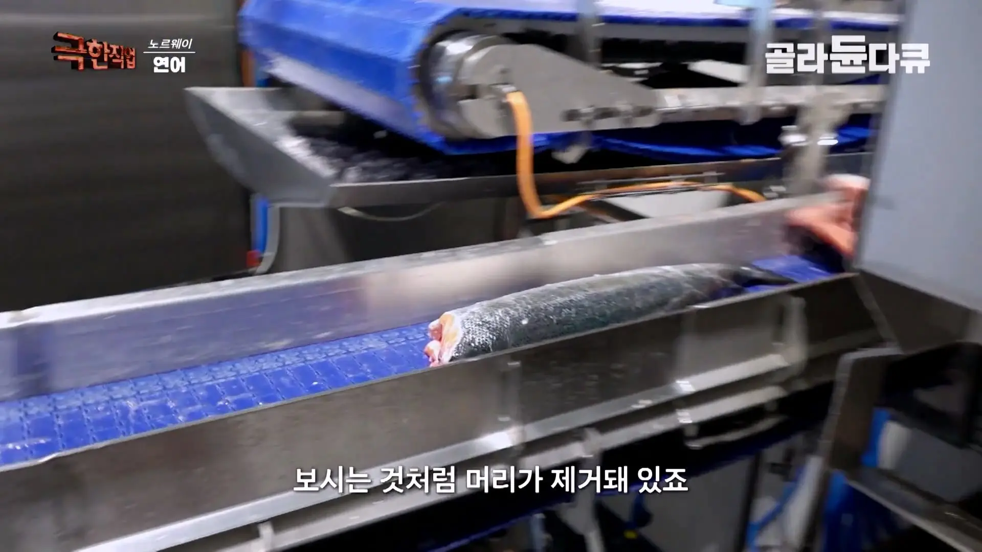 처음부터 끝까지 놀라는 연어 양식. 통에 넣으면 순살이 되어 나오는 노르웨이 연어 공장｜극한직업｜#골라듄다큐_20260905_140714.500.jpg