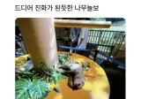 드디어 진화가된듯한 나무늘보.jpg