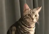 우리집 고양이 얼마 안남았다..